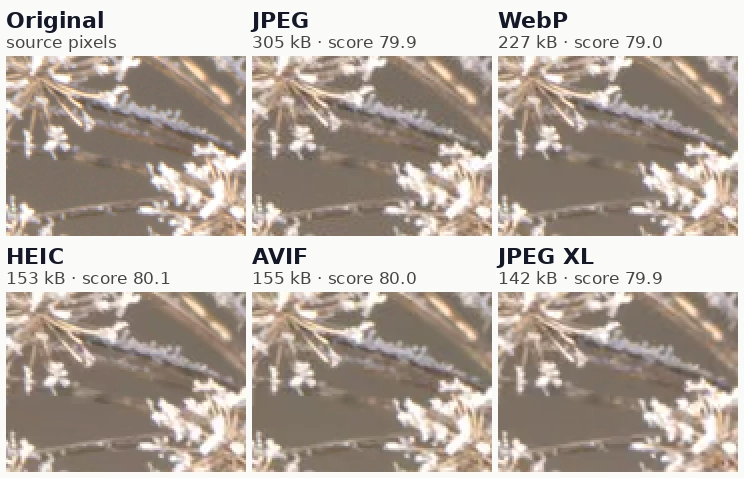 Six crops of frosted plant stems against a brown background: original, JPEG, WebP, HEIC, AVIF and JPEG XL. They look alike.