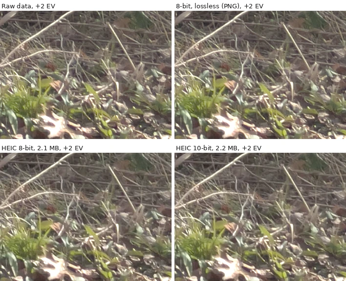 Four crops of dry grass and leaves on the ground after a two-stop shadow lift. Top left: edited from raw data, crisp. Top right: edited from an 8-bit lossless file, also crisp. Bottom: edited from 8-bit and 10-bit HEIC, with softer fine twigs.
